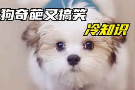 狗狗奇葩又搞笑的冷知识，你知道几个视频封面