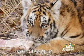 东北虎的拖拽力有多大？两车玉米告诉你视频封面