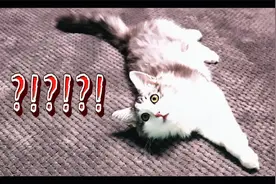 猫猫看恐怖片是种什么样的体验视频封面