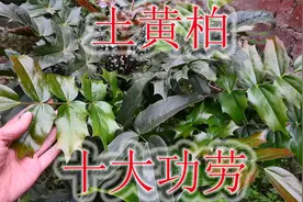 “十大功劳”植物名霸气，民间俗称“土黄柏”，三大用途了解下视频封面