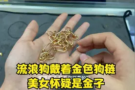 流浪狗戴金狗链？女子拿到金店验真假，结局细思极恐视频封面