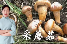 上山采蘑菇别乱跑，教你三种找蘑菇的方法，再采蘑菇就能事半功倍视频封面