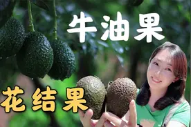 牛油果树结果的奥秘｜鳄梨几年结果？为什么只开花不结果？视频封面