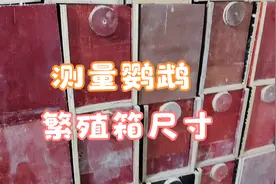 牡丹鹦鹉和玄凤鹦鹉的繁殖箱需要多大尺寸才合适呢，实际测量下