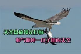 老鹰天空盘旋锁定目标，直接俯冲一抓飞向天空，将山羊扔下地面！视频封面