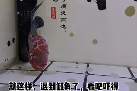饲养了两条胆小如鼠的罗汉鱼，咋办呢？比魂斗罗差远了视频封面