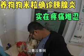 收养狗狗米粒确诊胰腺炎，疼痛难忍，带去医院治疗又乖的让人心疼视频封面