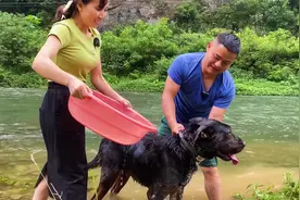 和女朋友一起带三只狗下河洗澡，大狼狗一千终于肯下河洗澡了！视频封面