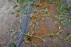 西瓜枯萎病是严重病害，我们怎么去判断和防治，大家讨论一下视频封面