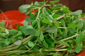 到了吃野菜的季节，今天分享马齿苋经典的做法，太香了