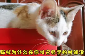 猫咪为什么在你叫它名字的时候没反应？因为它根本就不想搭理你！
