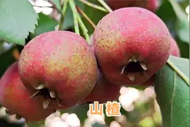 山楂泡水喝作用厉害，它的3大用途、泡水方法，值得收藏视频封面