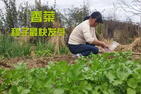 香菜种子最快发芽方法，不用药5天就出芽，种植一次两个月都有吃视频封面