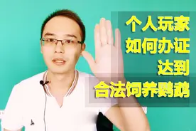 干货：个人玩家如何办证合法饲养鹦鹉？玩家办证流程指导！