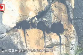 无论雌雄都是黑色，只在头部有一撮直立的白毛，白头叶猴因此得名视频封面