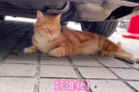 流浪猫被医院绝育后赖着不肯走，在门口霸占一角地盘，免费吃喝视频封面