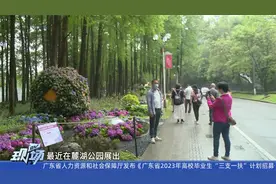 清明时节  市民纷纷外出游玩踏青视频封面