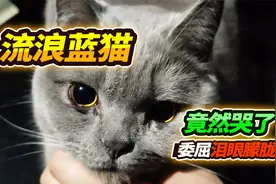1000块找回丢失流浪38天的蓝猫团团，宠物失而复得，最后蓝猫哭了视频封面