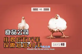 纪录片：小鸡长到五斤半，前后仅需48天，工业食物的生产真恐怖视频封面