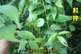 补肝补肾的中药视频封面