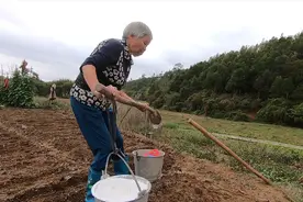 75岁农村老人种花生，每次都撒上石灰，原来作用如此之大视频封面