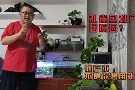 什么原因导致孔雀鱼难产？网友乱用催产术的后果，真的很可怕！视频封面