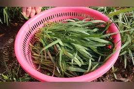空心菜这吃法，五一聚餐太抢手了，翠绿爽口超下饭，做法非常简单视频封面