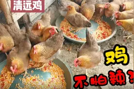 2斤生辣椒拌玉米，直接喂鸡，鸡吃后有啥反应