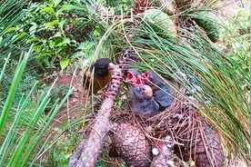 金翅雀1-17天成长全过程，鸟爸爸喂食很暴力，小鸟都快撑爆了视频封面