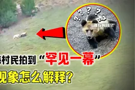青海村民拍到奇怪一幕，北极熊和大熊猫一起溜达，这现象怎么解释视频封面