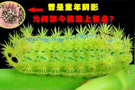 曾经的“童年阴影”，如今被端上桌，为何洋辣子能卖到百来块钱？视频封面