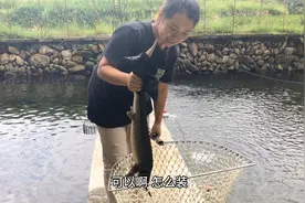 多才多艺姑娘，大山里养殖中华鲟鱼，30元一斤，你们说贵吗？