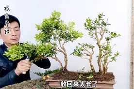 挑战自我，用绿化黄杨苗制作丛林盆景，没有失败谈何功成视频封面