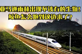 亚马逊雨林出现不该有的生物！鲸鱼怎么跑到这边来了？视频封面