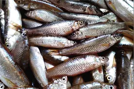 6块1斤小杂鱼6个品种一锅炖，肉质细嫩，鲜香美味比大鱼还好吃视频封面