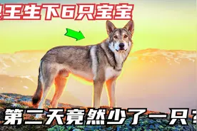 狼妈妈生下六只狼宝宝，第二天竟然丢了一只视频封面
