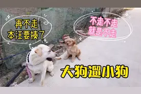 大狗遛小狗画面很搞笑，小奶狗不习惯拴牵引绳，死活不愿意走路视频封面