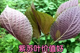 今天才知道，紫苏叶原来有这么好的价值？不吃肉也要吃它！
