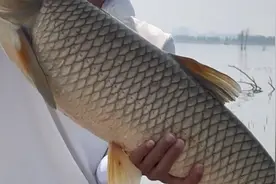 在钓鱼场花了60元，钓了100多斤草鱼，赚翻了！视频封面