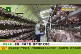 共同富裕 浙里好日子：香菇一年收三茬 菇农增产又增收