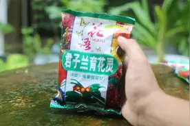 养君子兰施什么肥？园艺师教你，用育花灵，专门针对君子兰不开花视频封面