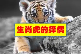 生肖虎的人如何择偶，这三个属相心里偷着乐，看看有你吗？