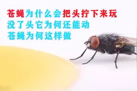 苍蝇为什么会把头拧下来玩？没了头它为何还能动？苍蝇为何这样做视频封面