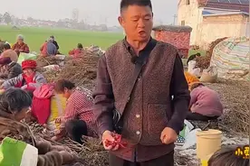 大叔雇人摘辣椒，没想让商人从中牟利450元，这智商太搞笑了视频封面