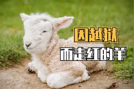 一只羊6年不剪毛会怎么样？被总统接见，上电视登报纸，实力走红视频封面