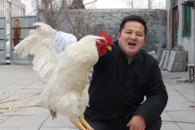 175买只7斤白羽大公鸡，做成“新疆大盘鸡”，热炕头喝小酒，过瘾