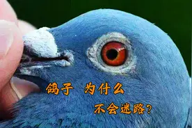 人都会迷路，为什么鸽子放飞2000公里后，还能找到回家的路？