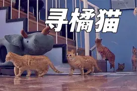 流浪小橘猫被领养后离奇消失，翻遍全家不见踪影，该不会跑了吧？视频封面