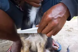 狗子被寄生了蜱虫，用梳子一刮也太舒服了