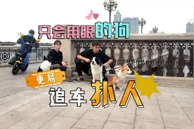 为什么狗经常追车扑人？或者是它的眼神太好了视频封面